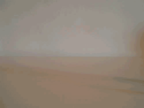 coucou opt2.gif